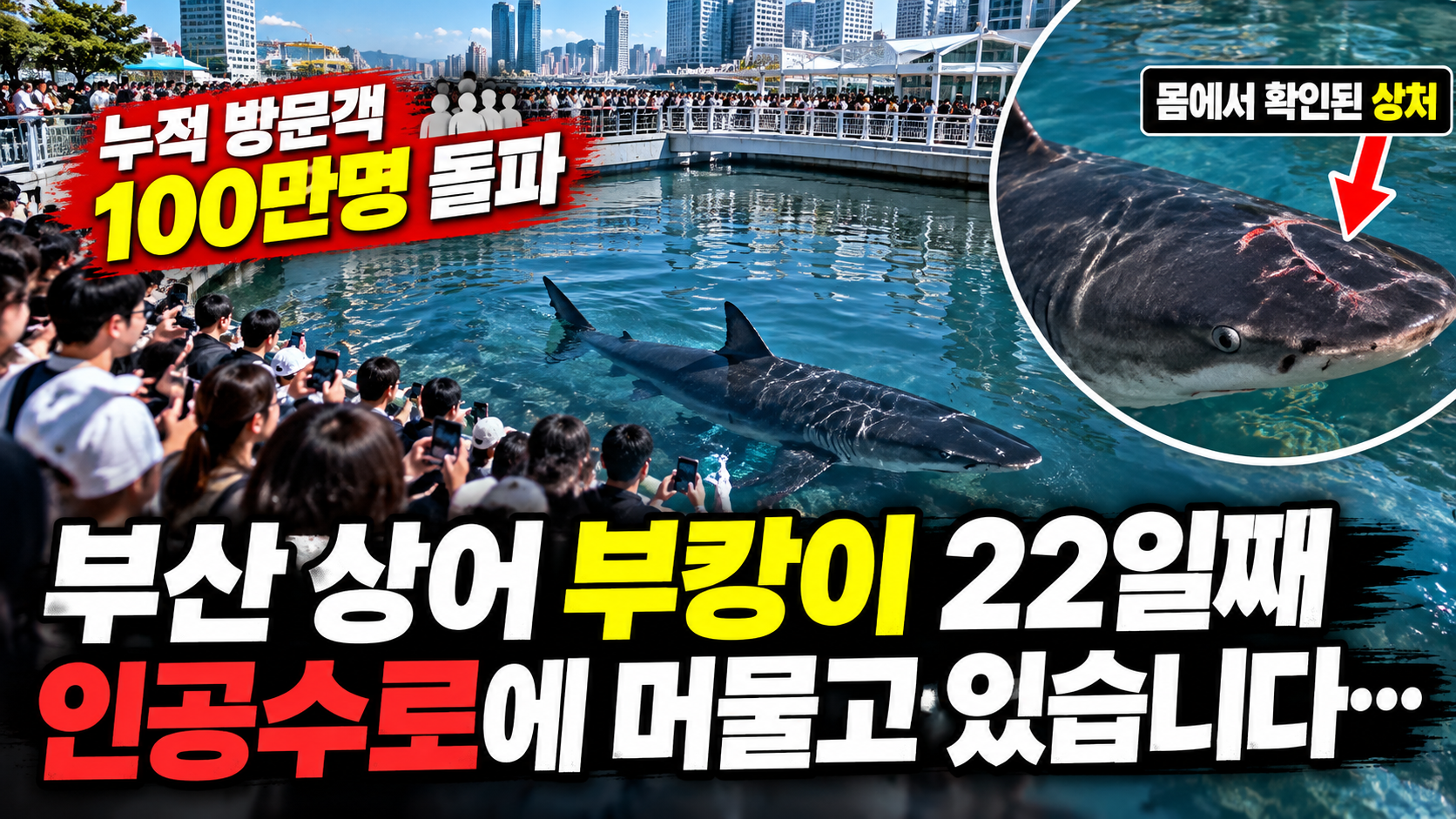 부산 항구에 나타난 상어, 22일째 머무는 중 썸네일 이미지