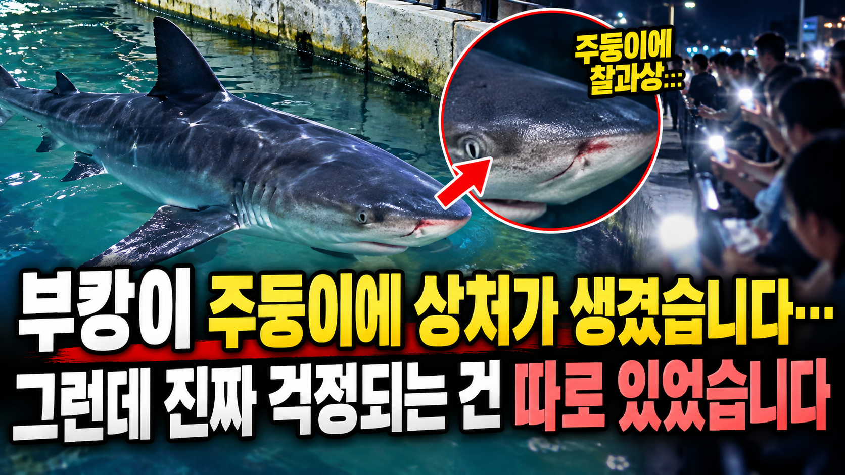 부캉이 주둥이 상처의 진실 썸네일 이미지